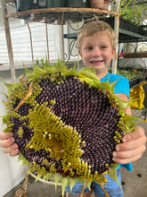 Sunflower - Mongolian Giant seeds