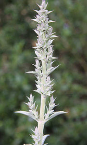 Sage - White (Salvia Apiana) Seed