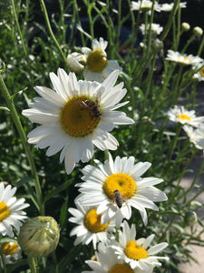 Shasta Daisy Seeds