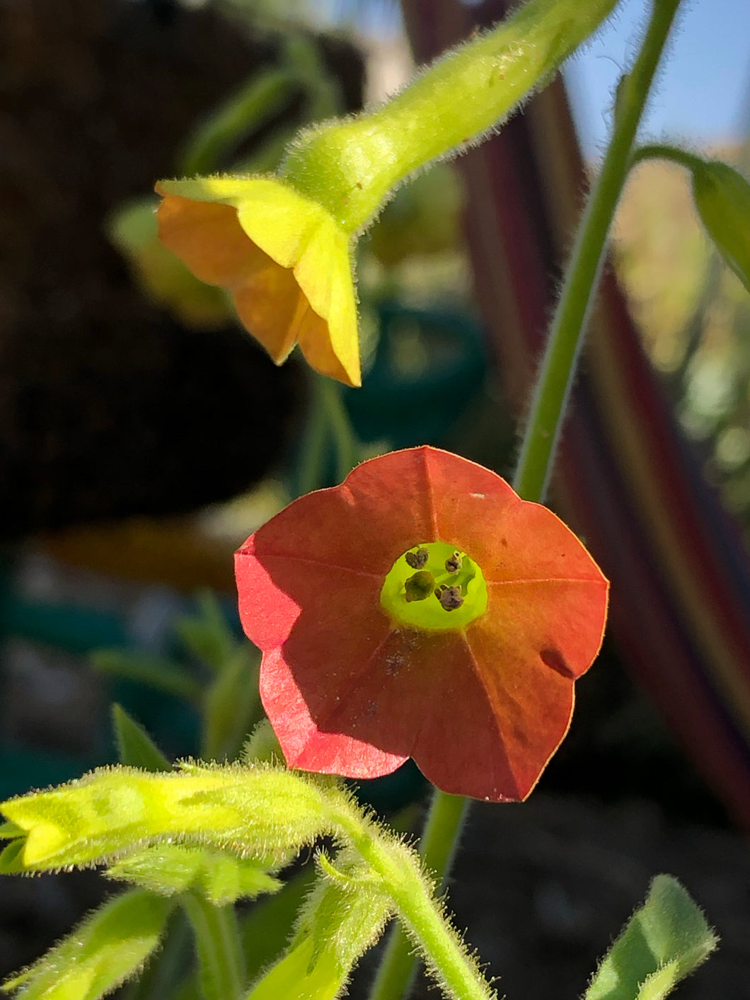 Nicotiana Alata (Pink Flower Tobacco)