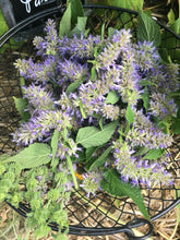 Anise Hyssop and Corsican Mint Flower Tea