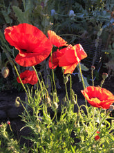 Poppy (Papaver Rhoeas)