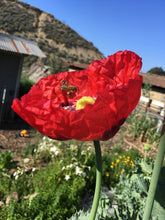 Poppy P. Somniferum (Wizard of Oz)