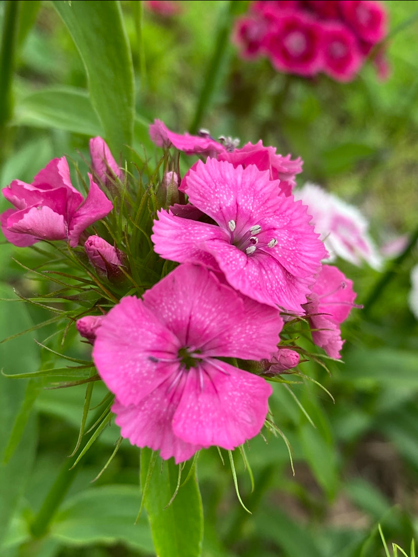 Sweet William Seed - Pinks mix (Dianthus Barbatus) – Starfish Honey