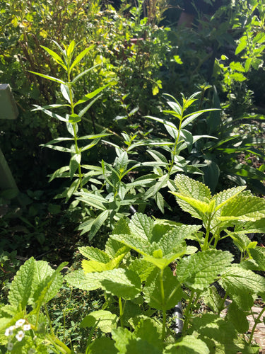 Lemony Kick it Tea (Black Horehound, Lemon Balm, Lemon Verbena & Ashwagandha Root)