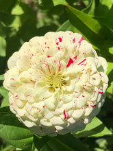 Zinnia (Peppermint Stick) seed