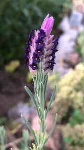 Lavender (Sancho Ponza) Seed