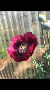 Poppy P. Somniferum (Dark Raspberry Pepperbox)