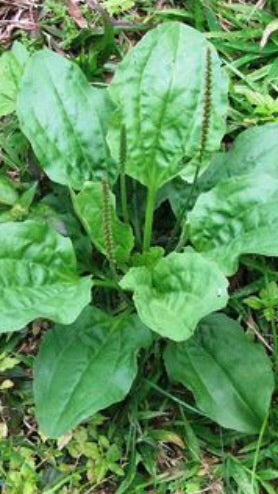 Plantain Herb (Broadleaf Plantago) Seed