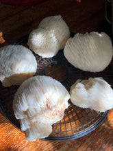 Lion’s Mane Mushroom Tea