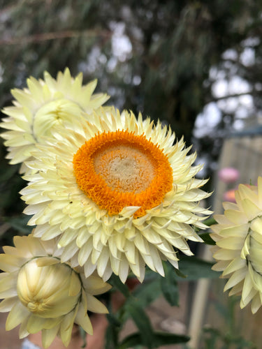 Strawflower (Paper Daisy) Seeds