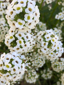 Alyssum (white) Seed