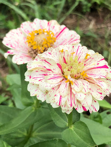 Zinnia (Peppermint Stick) seed