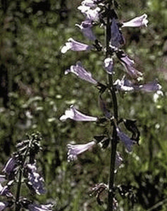 Lyre Leaf Sage - Salvia Lyrata