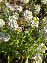 Alyssum (white) Seed