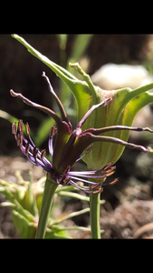 Nigella Hispanica seed 25 ct