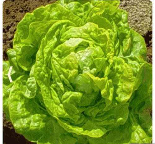 Lettuce - White Boston Butterhead