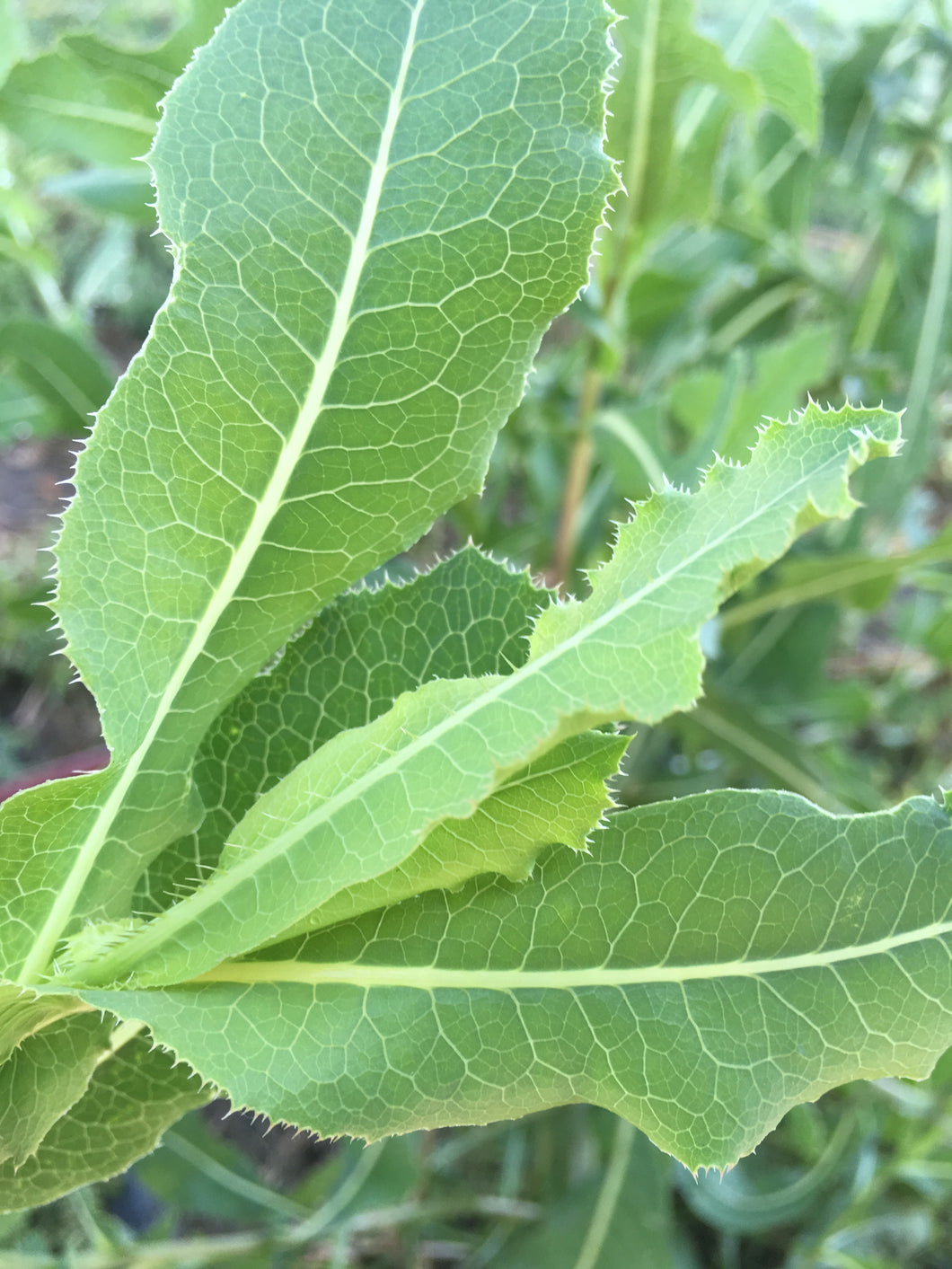 Prickly Lettuce (Fresh)