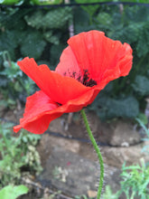 Poppy (Papaver Rhoeas)