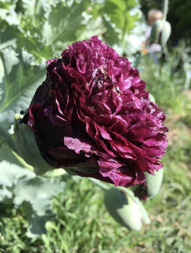 Poppy - Peony 'Black