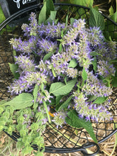 Anise Hyssop Seed (Heirloom)