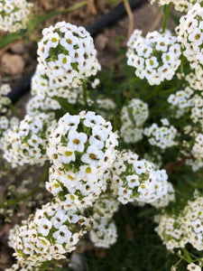 Alyssum (white) Seed