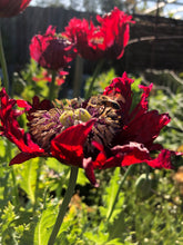 Poppy P. Somniferum (Turkish Flame)