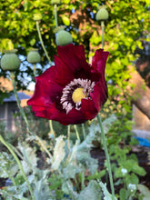 Poppy P. Somniferum (Turkish Flame)