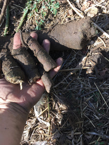 Great Burdock Seed