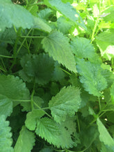 Lemon Balm (Fresh and Dried)