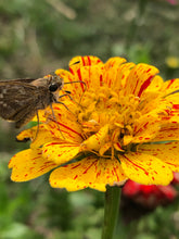 Zinnia (Peppermint Stick) seed