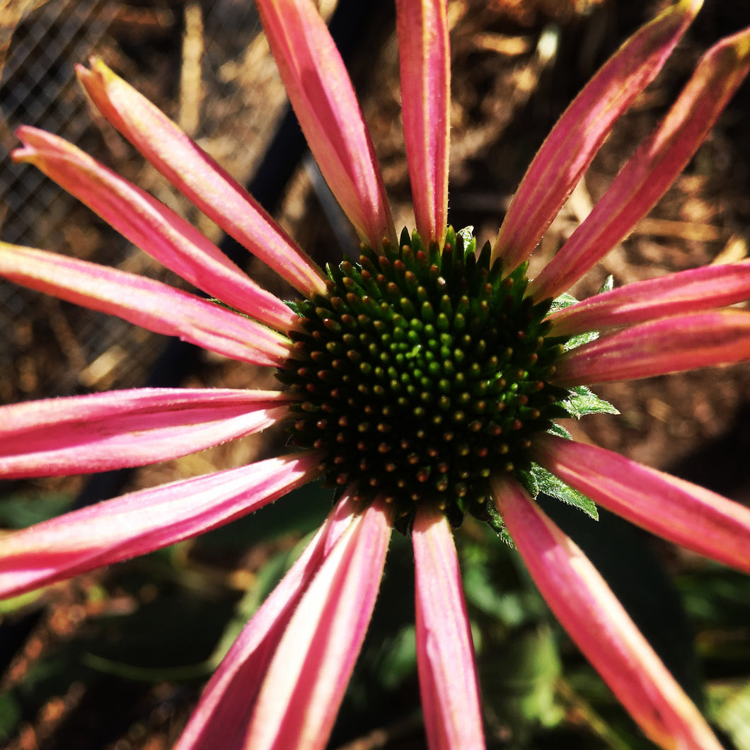 Echinacea Flower Heads - whole