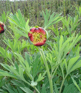 California Wild Peony (paeonia California)