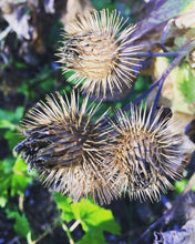 Great Burdock Seed