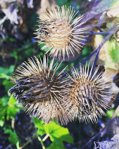 Great Burdock Seed