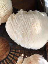 Lion’s Mane Mushroom Tea