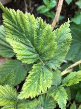 Raspberry Leaf