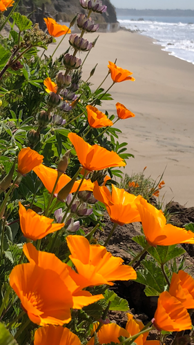 California Poppy - Classic Gold  (Eschscholzia californica) seed