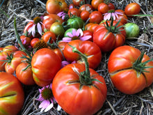 Tomato - German Baptist Heirloom Slicer