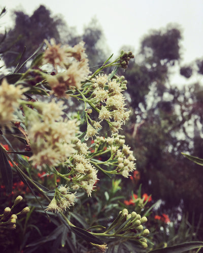 Willow (Branch, flower and leaves)