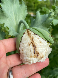 Poppy P. Somniferum - (China White Cloud)