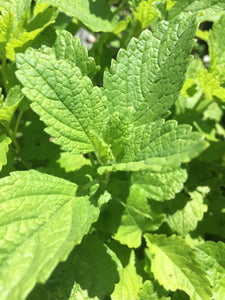 Lemon Balm (Fresh and Dried)