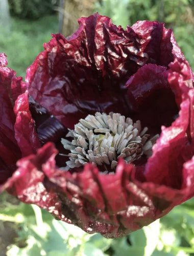 Poppy P. Somniferum (Midnight Black)