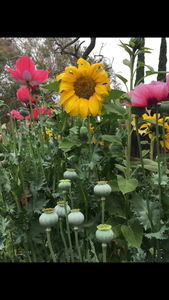 Not Your Grandmother’s Garden Mix - Poppy & Large Wild Flower Pollinator Blend