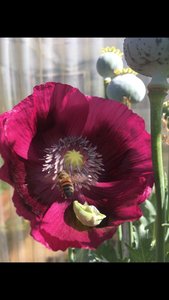 Poppy P. Somniferum (Dark Raspberry Pepperbox)