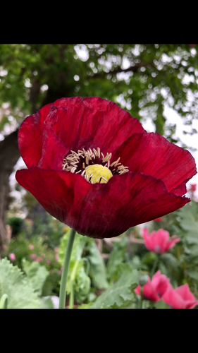 Poppy - Oxblood Pepperbox