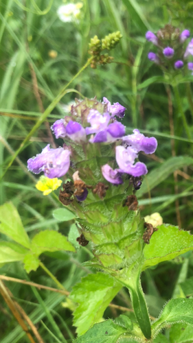 Self Heal  (Prunella Vulgaris) seed