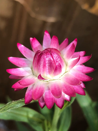 Strawflower (dried for crafts)