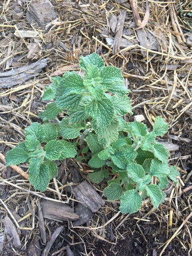 Horehound (White) Marrubium Vulagare Seed