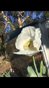 Poppy P. Somniferum (Peshawar, Indian White)